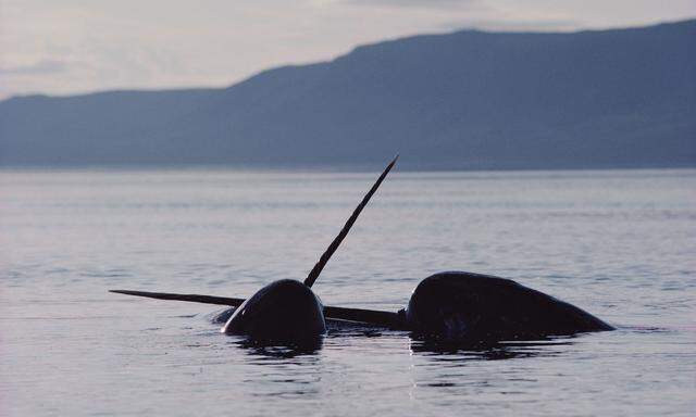 Es sind keine Waffen, es sind Sinnesorgane. Deshalb helfen sie auch nicht gegen Bedrohungen durch Orcas und Menschen.