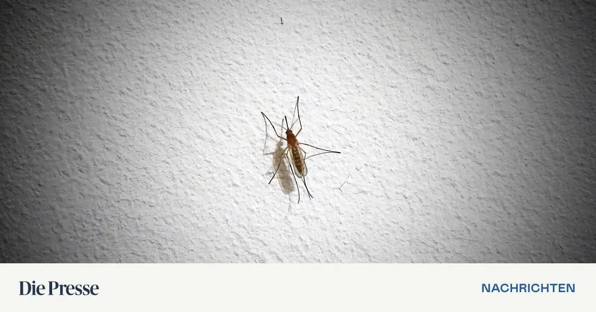Nach-drei-Toten-in-Italien-durch-West-Nil-Virus-w-chst-die-Sorge