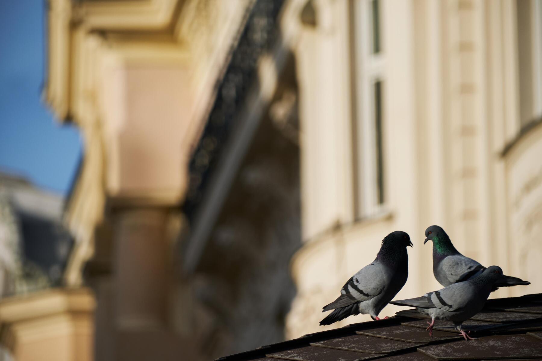 Hätten Sie gerne eine Taube in Ihrem Wohnzimmer? [premium]