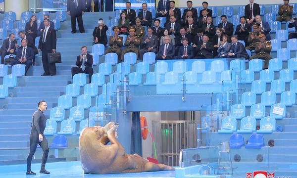 Dieses Bild wurde von norkoreanischen Staatsmedien veröffentlicht: Kim Jong-un (sitzend mittig) besuchte eine Tiershow in Wladiwostoks Aquarium.
