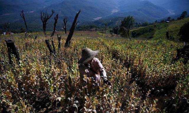 Die Opium-Erträge in Myanmar steigen auch aufgrund verbesserter landwirtschaftlicher Methoden.