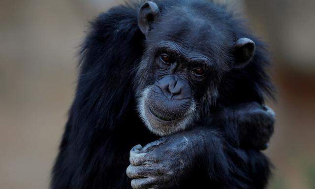 Schimpansen haben 450 Kubikzentimeter Gehirnmasse, das ist um einiges mehr als bei Hyänen.