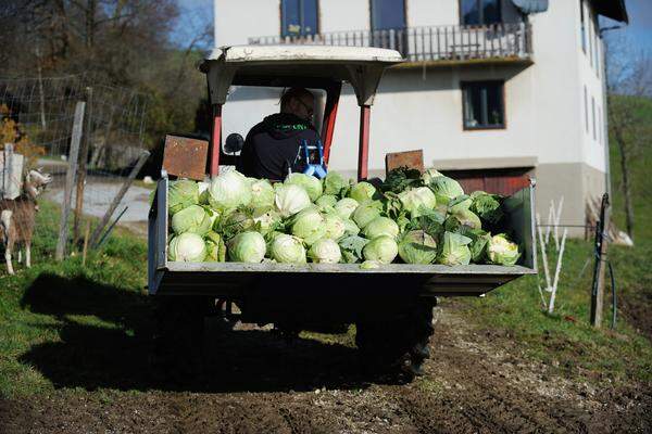 Danach wird das Kraut gleich zu Grubenkraut weiterverarbeitet.