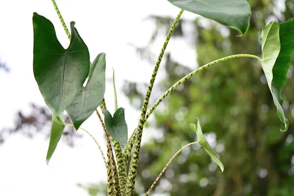 alocasia zebrina gelbe ränder Alocasia Zebrina Variegata