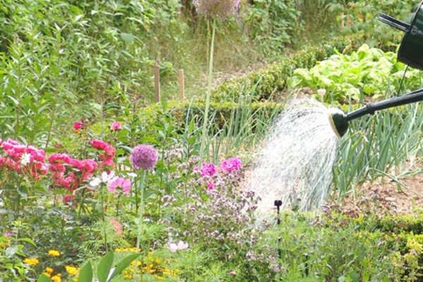 moos weg dnger DCM Rasendnger Mooslos Grn 8-4-2 + Fe-Chelat  LazyGarden