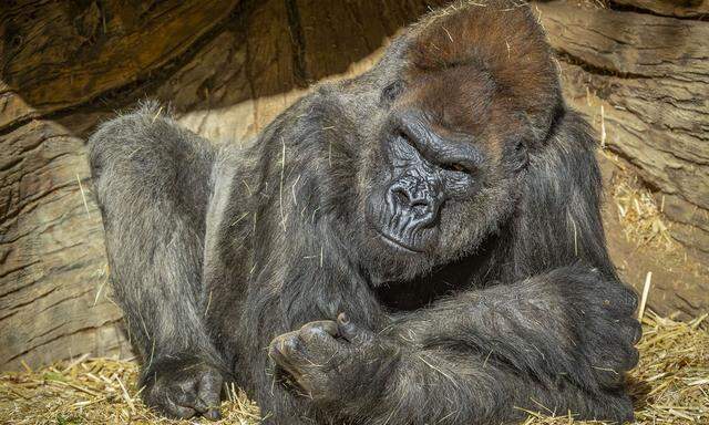  Gorilla Winston ist auf dem Weg der Besserung