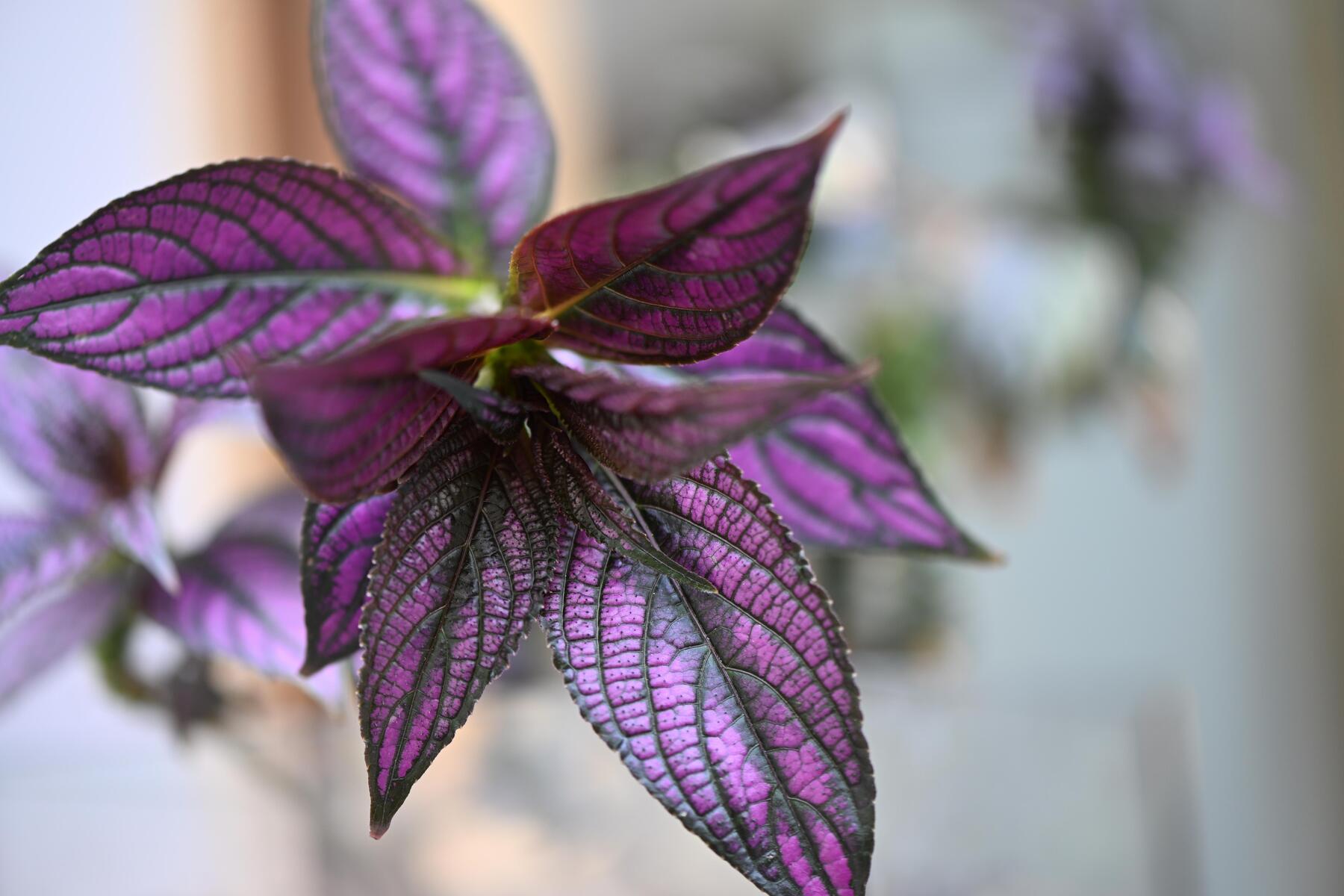 Persian Shield: How to Grow the Spectacular Purple Houseplant [premium]