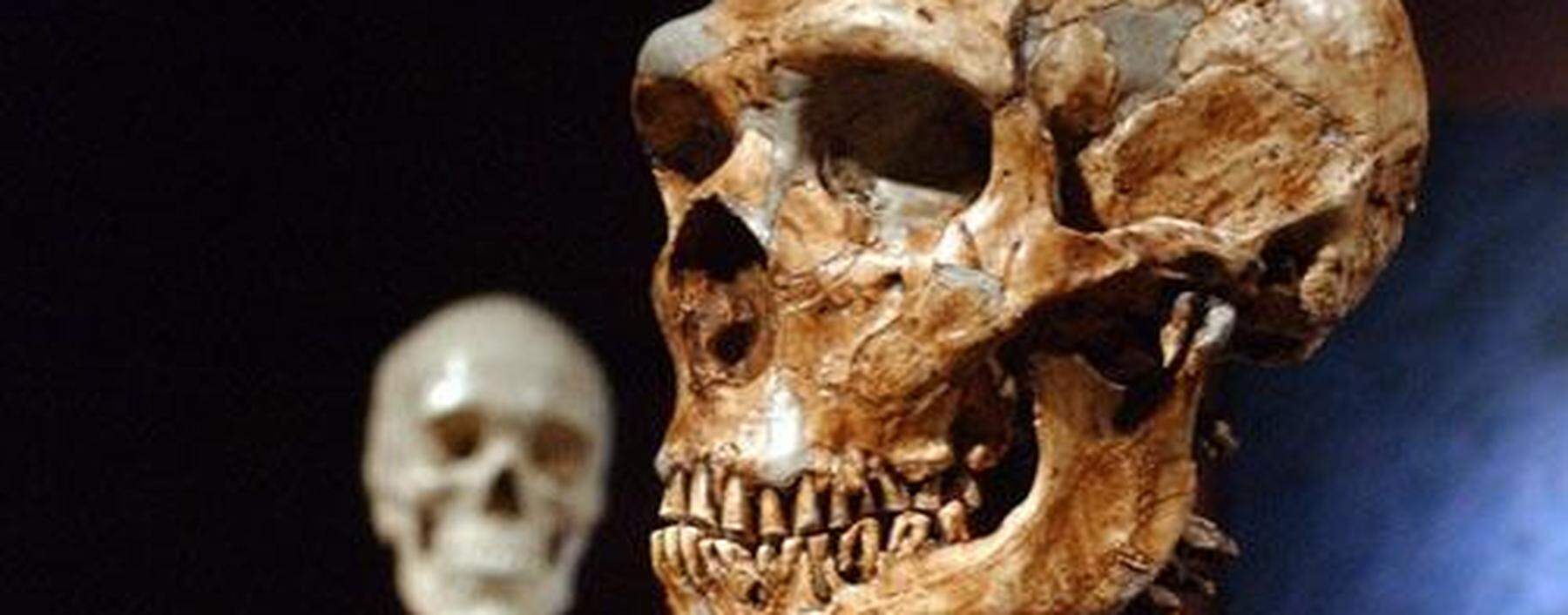 Ein rekonstruiertes Skelett eines Neandertalers, rechts, steht neben dem Skelett eines modernen Menschen im Naturkundemuseum in New York.