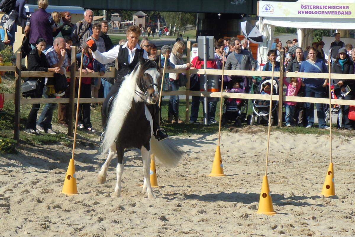 Im Pferdeparcours konnte man Ponyreiten und den Pferden beim Voltigieren zuschauen.