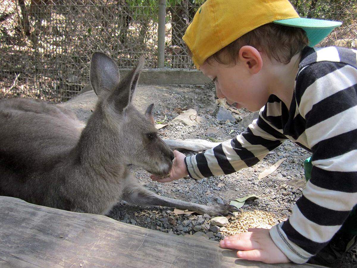 Anderer Sympathieträger: das Känguru. Von ganz nahe. Oder haben sie geglaubt, eine australische Fotostrecke kommt ohne ein solches Bild aus?Alle Kolumnen von Martin Amanshauser unter www.amanshauser.at