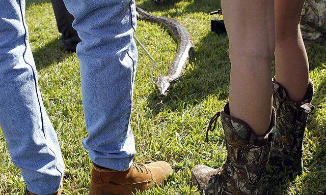 Florida blaest Jagd Pythons