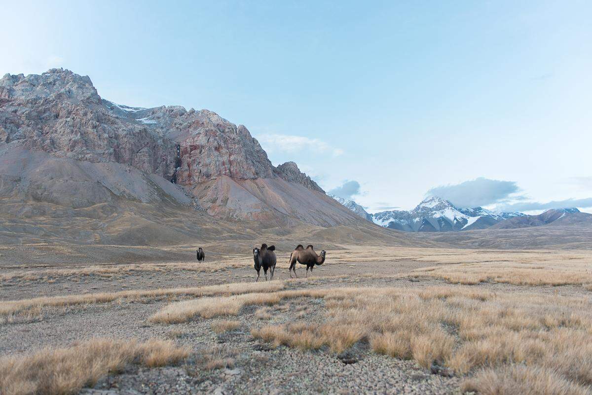 Wilde Kamele im Tian-Shan Gebirge.Bild: Sara Sun Hee Schuh und Christian Martischius 