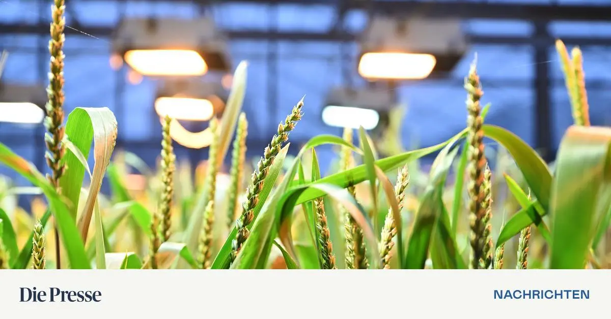 Innsbrucker-Team-rekonstruiert-aus-Teufelsloch-580-000-Jahre-Klimageschichte