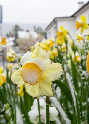 THEMENBILD: WINTEREINBRUCH IN WIEN