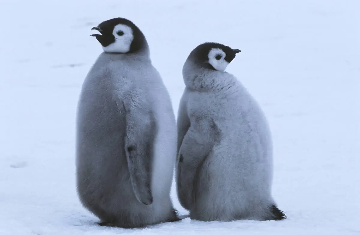 Eisschwund Hat Katastrophale Folgen F r Kaiserpinguine DiePresse eisschwund-hat-katastrophale-folgen-f-r-kaiserpinguine-diepresse