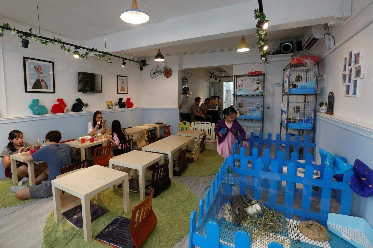 In der Jaffe Road, Causeway Bay, wohnen seit Neuestem 12 Häschen aus dem Tierschutz, die die Besucher beim Essen und Trinken unterhalten.