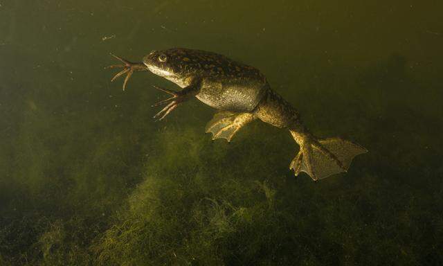 Die afrikanische Froschart Xenopus laevis.