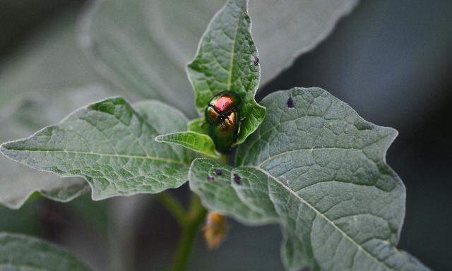 Wir mögen sie oft nicht, aber wir brauchen sie: Insekten.