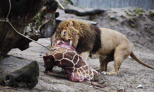 Giraffe Marius wurde an die Löwen im Kopenhagener Zoo verfüttert. Nun wurden auch vier der Raubtiere Opfer der Zoo-Politik.