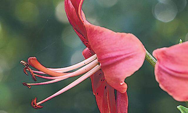  Hoch gewachsene Lilien laufen oft Gefahr, von Gartenschläuchen geköpft zu werden.