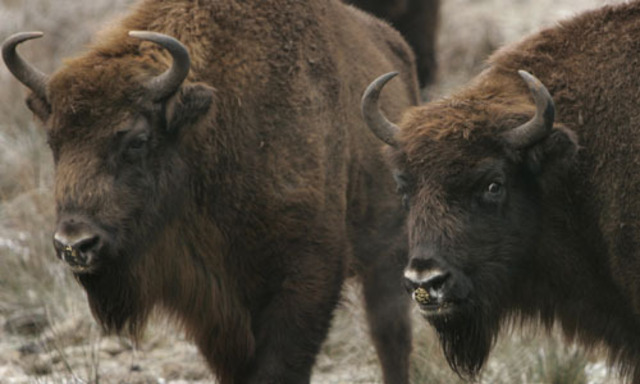 Bison