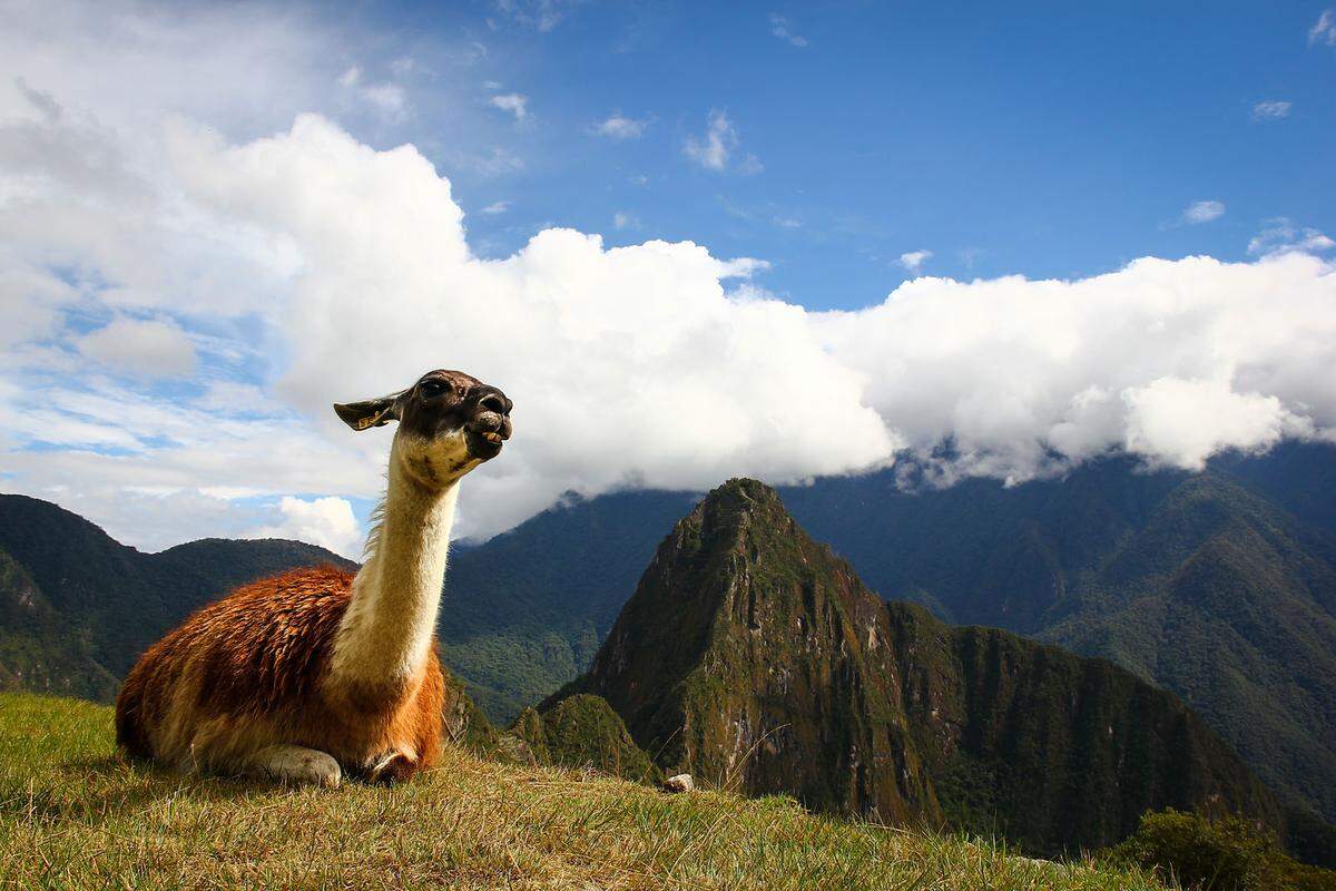 Ein friedliches Lama am Machu Picchu entdeckte ein Spanier auf seiner Reise: "In einem so überfüllten Touristenziel hatte ich das Glück, dieses Tier vorzufinden", staunt er. "Ein Geschenk der Natur, nur ein Lama und ich, mitten am Machu Picchu."
