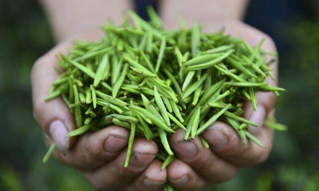 A picker displays tea leaves she freshly collected at a tea plantation in Liping county