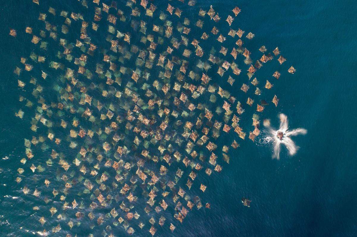 "Munk's Mobula Rays". Mobula munkiana werden auch Teufelsrochen genannt. Dieses Bild zeigt einen ganzen Schwarm von ihnen. "Vom Boot aus war schwer zu erkennen, wie riesig dieser Schwarm war, die Drohne brachte Tausende von ihnen ins Bild", erzählt der Fotograf.