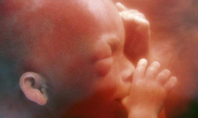 Human foetus Ab Woche 13 – hier ist es später – saugen wir am Daumen, am rechten oder linken. Über die Händigkeit ist schon entschieden.the womb