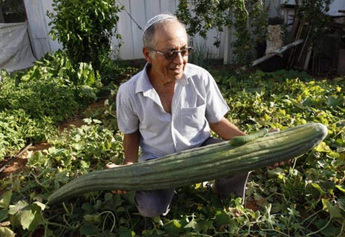 118 Zentimeter misst die Gurke, die der Israeli Yitzhak Yazdanpana in seinem Garten in Petah Tikva, nahe Tel Aviv, geerntet hat. Yazdanpana hofft auf einen Eintrag ins Guinness Buch der Rekorde.