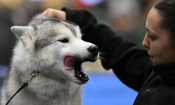 Symbolfoto: Ein junger Husky.