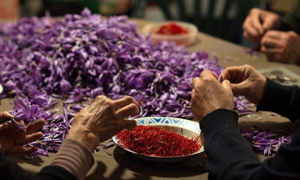 Für ein Kilo Safran müssen von Hand rund 150.000 der lilafarbenen Blüten gezupft werden.