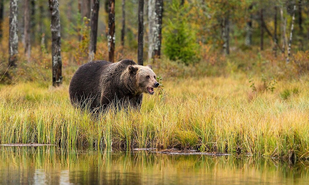 Die europäische Variante der Safari: In Estlands Wäldern hat man Gelegenheit, geführt von Rangern, Bären zu treffen. 