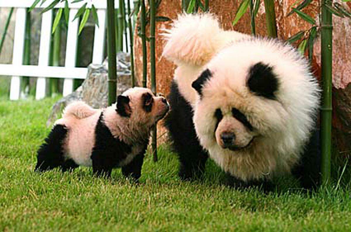 Die Anschaffung der Tiere auf einem lokalen Haustiermarkt war einfacher als der Kauf von echten Pandas, der von der Regierung genehmigt werden muss.