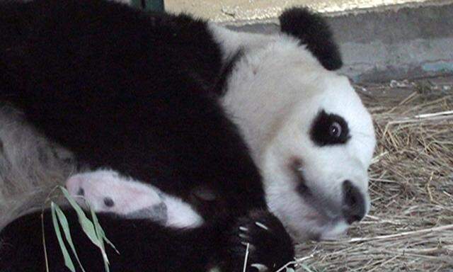 PandaDiplomatie Wien Peking versoehnen