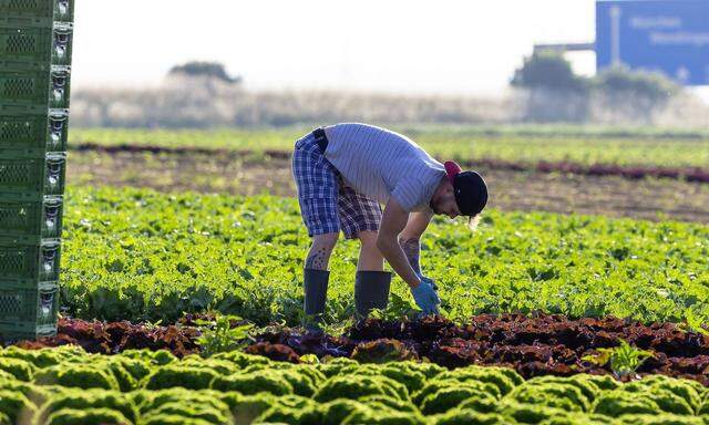 In Österreich könnte mehr Gemüse angebaut werden