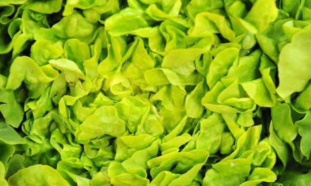 Jeder Blattsalat, der über 22 Grad keimt, gehört künftig dem niederländischen Saatguthersteller Rijk Zwaan.