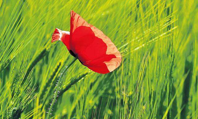 Strahlend rot auf dem Feld. Kaum gepflückt, lässt der Mohn seine roten Blütenblätter fallen.