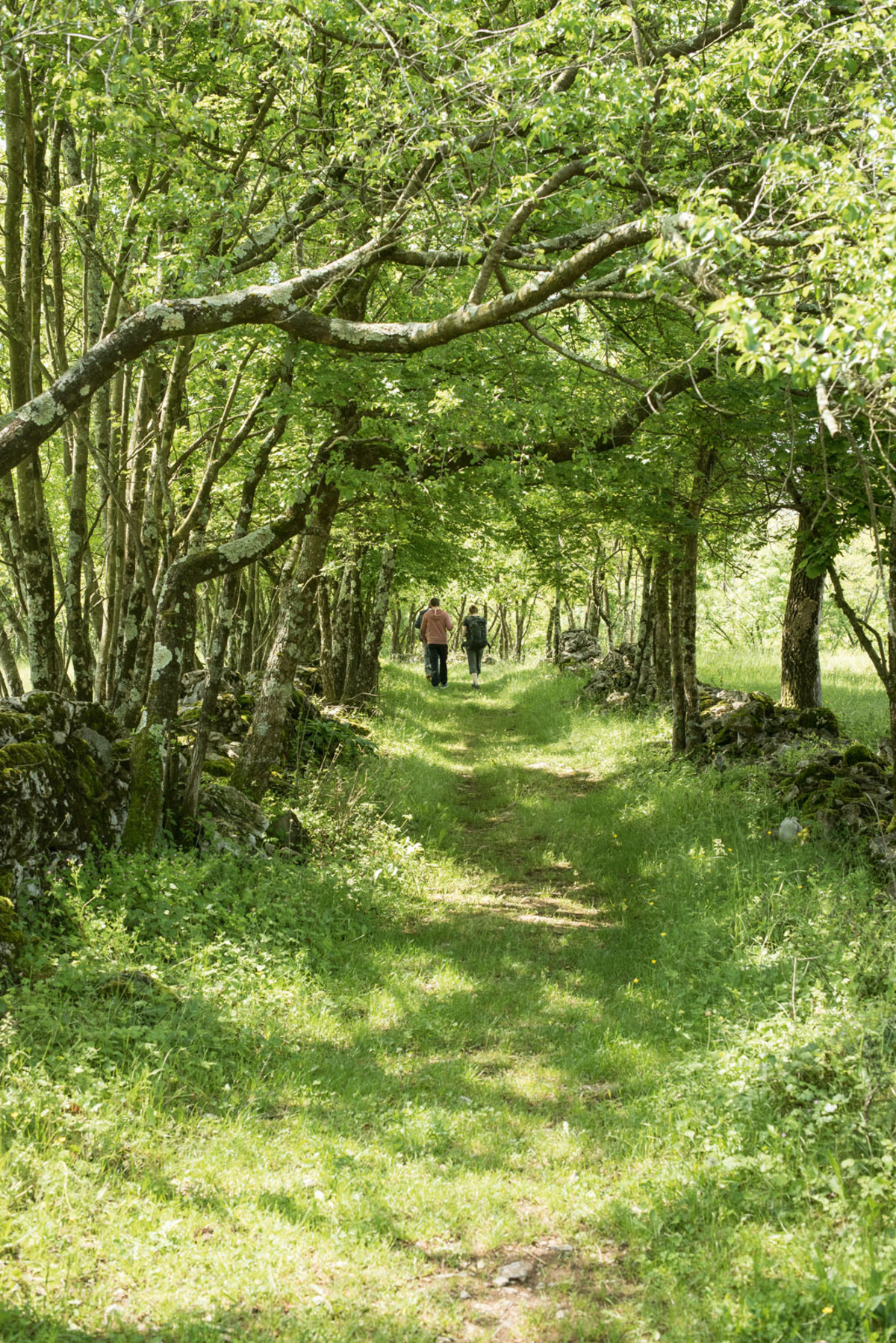 Steinig. Eintauchen in Wälder und Geschichte: Damjan Pirec zeigt die Gegend um Volčji Grad.