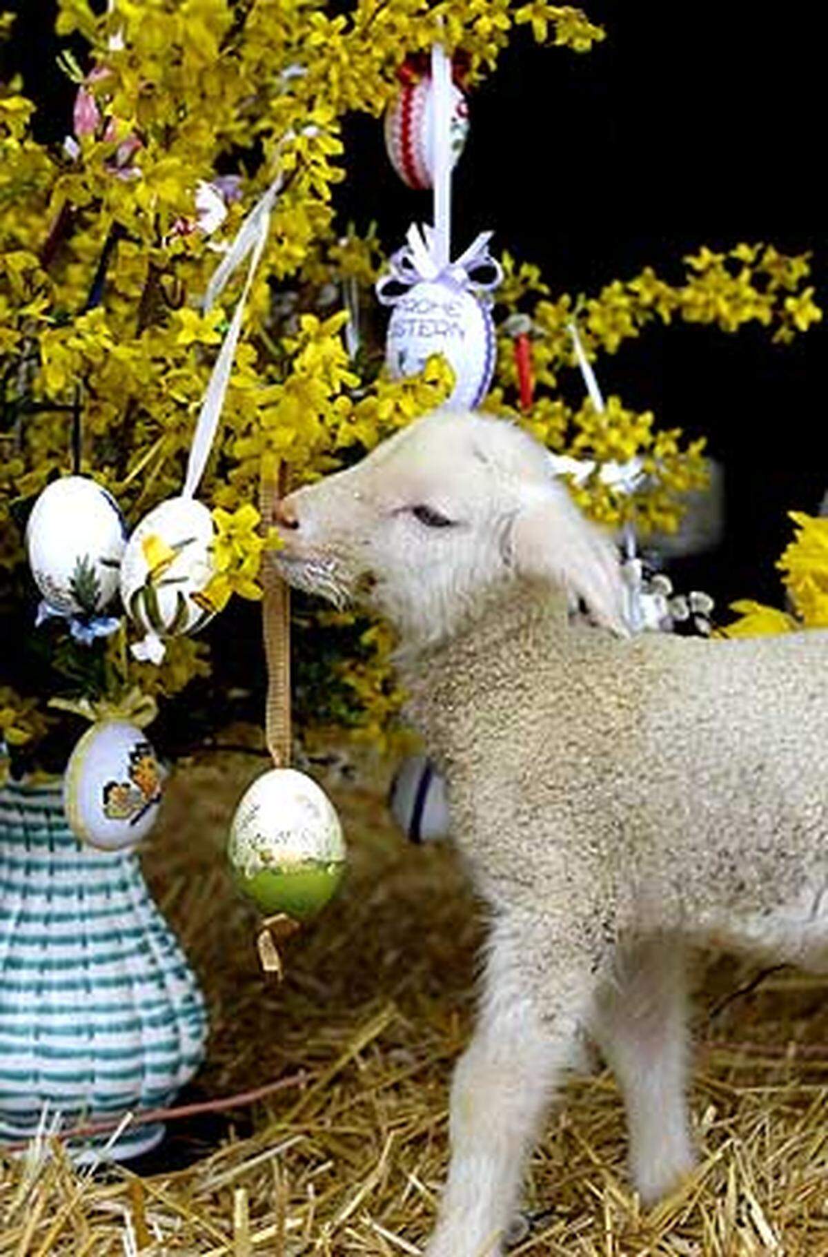 Ostern ist kein fixer Termin. Man feiert zwar stets zwischen dem 22. März und 25. April Ostern, allerdings sind die Festtage jedes Jahr zu einem anderen Datum angesiedelt. Der Ostersonntag fällt auf den ersten Sonntag nach dem ersten Vollmond nach dem Frühlingsanfang am 21. März. Diese Festlegung geht auf das Konzil von Nizäa zurück.