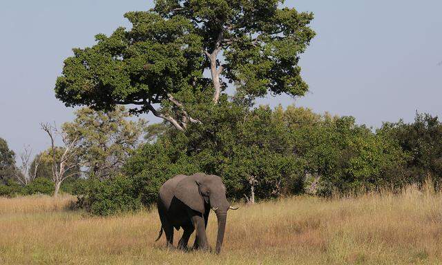 Ein Drittel aller Elefanten Afrikas leben in Botswana. 