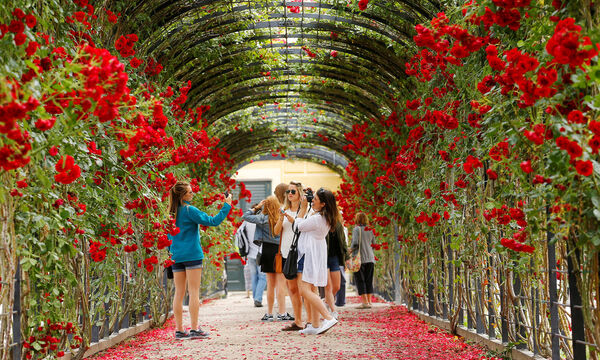 Im Rosengarten von Schönbrunn wird man diesen Sommer nicht allein sein. Die Saison läuft gut an. Die Frage ist nur, ob sie an die Vorjahre herankommt.