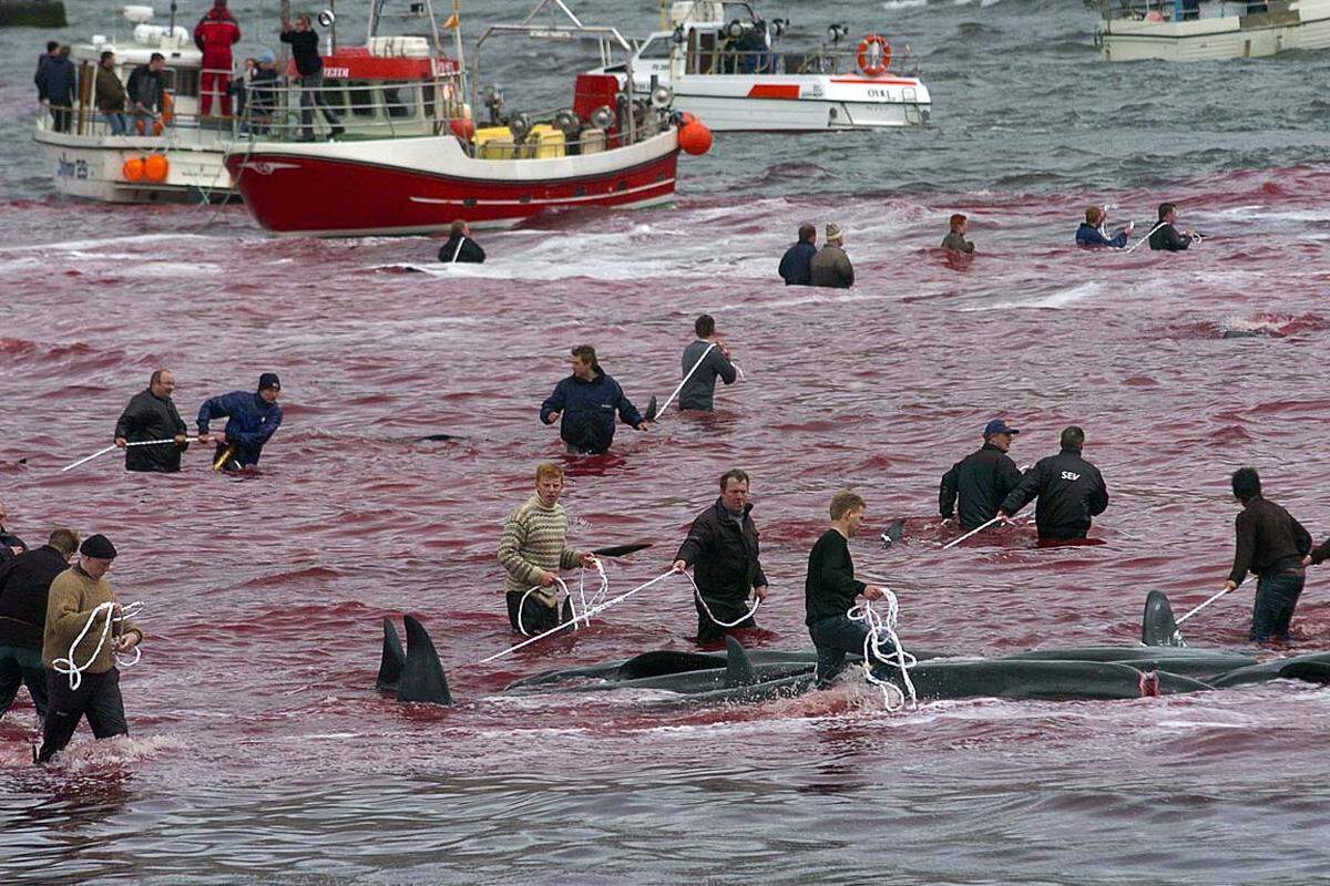 Dutzende Männer, die in hüfttiefem Wasser stehen und Wale töten: Auf der Färöer-Inseln wird noch immer die Tradition des Grindadráp gepflegt, des traditionellen Grindwalfangs. Die Waljagd ist nicht kommerziell, sondern dient ausschließlich der eigenen Versorgung.