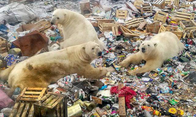 Archivbild von vor rund einem Jahr aus dem äußersten Norden Russlands in Belushya Guba, wo die Eisbären mangels eisigem Lebensbereichs immer mehr mit den Menschen in Kontakt kommen.