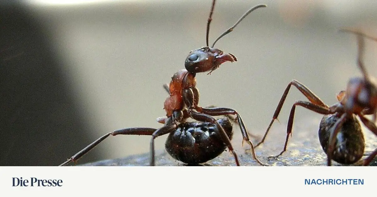 Schwermetall-Nanopartikel-schaden-den-Ameisen