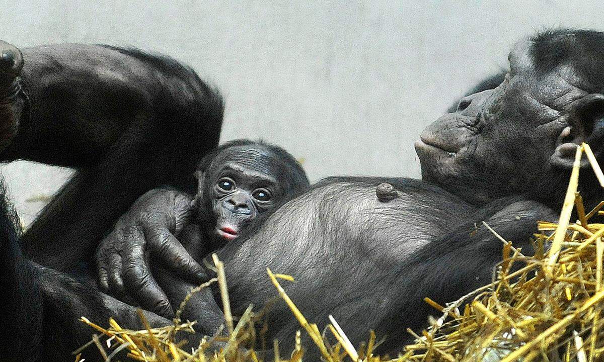 Bonobo-Jungtier 