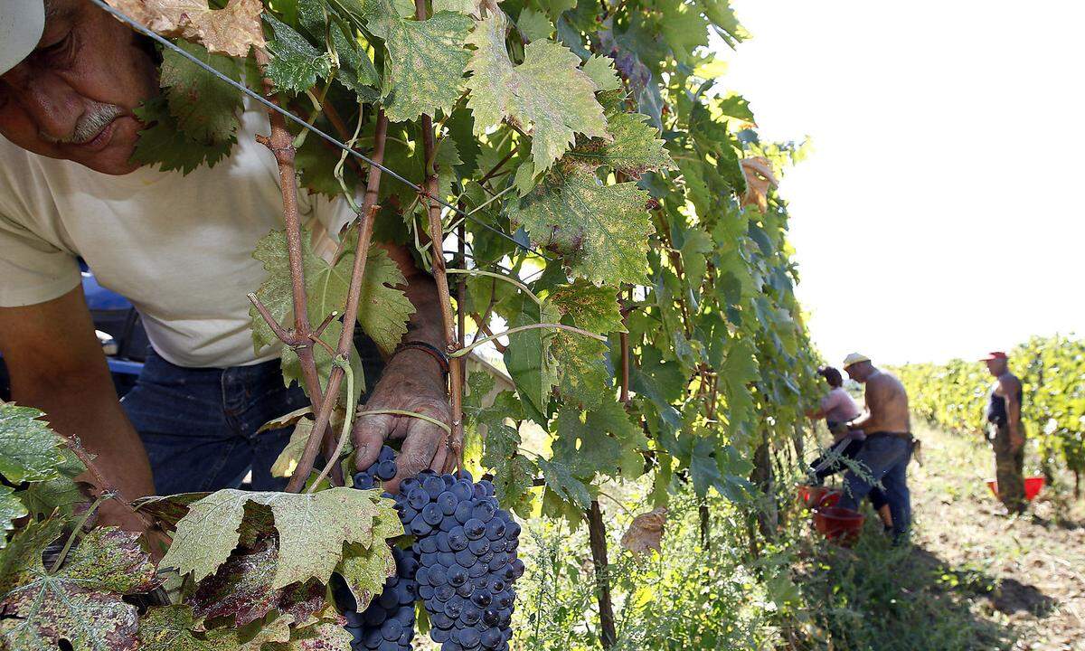 Auch die italienische Landwirtschaft bekommt die Auswirkungen der seit Wochen anhaltenden Hitzewelle zu spüren. In mehreren italienischen Regionen muss die Weinernte vorverlegt werden, weil die Trauben wegen den Temperaturen um die 40 Grad auszudörren drohen. Mit einem Produktionsrückgang gegenüber den vergangenen Jahren wird wegen der akuten Wasserknappheit gerechnet.