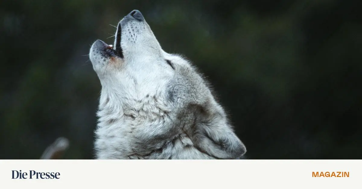 Bizarr-und-brutal-Parasiten-steuern-W-lfe-und-Schnecken-fern-premium-