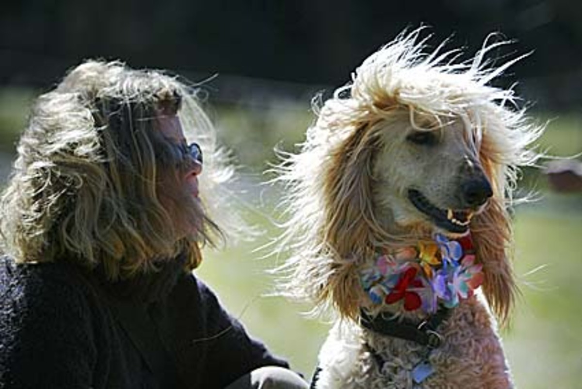 In diesem Fall proben Frauchen Andrea Ross und ihr Afghane Rodney für eine Gastrolle in "Vom Winde verweht".