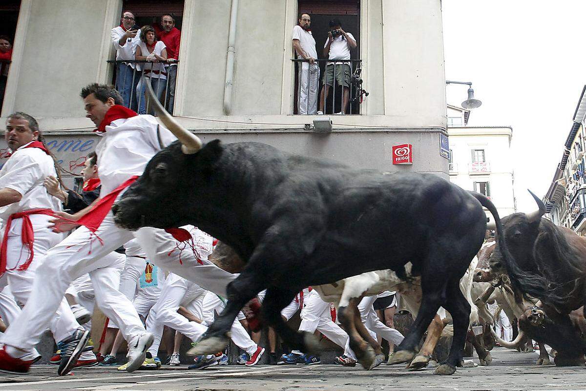 Jeweils sechs Stiere werden an den acht Tagen des Festes durch die winzigen Gässchen Pamplonas in die Stierkampfarena getrieben. 825 Meter lang ist der Weg, den die Bullen mit etwa 25 km/h entlang stürmen.